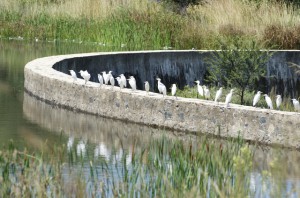Egrets on the weir
