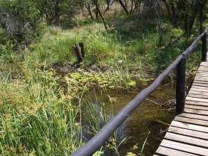 Bridge over Mbonisa Weir