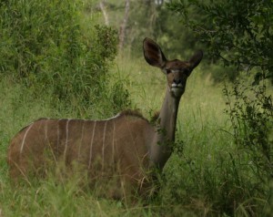 Kudu at Quiet Waters